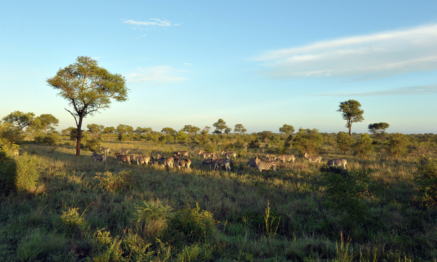 Kruger National Park [24 mm, 1/500 sec at f / 7.1, ISO 800]